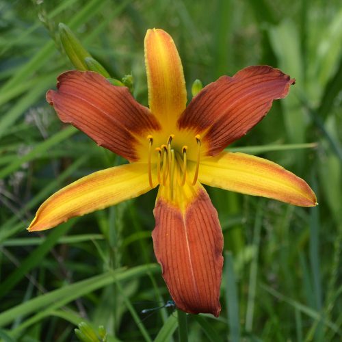Daylily-cf-Tarantula-1200x-DSC 0883